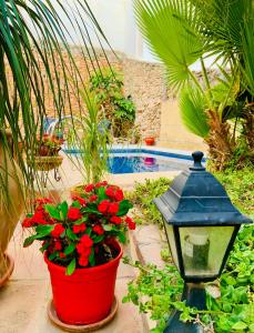a street light and a red pot of flowers at Boutique Hostal Lorca in Nerja