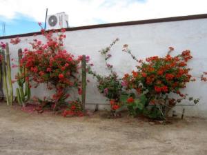 two plants with red flowers against a white wall at San Felipe Rental Studio #1 Free WiFi and Cable TV in San Felipe