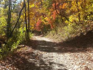 un camino en el bosque con hojas en el suelo en Arrowmont Stables & Cabins, en Cullowhee