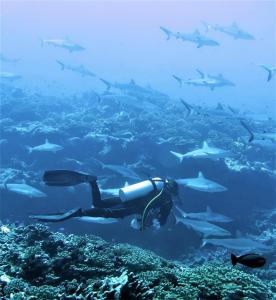 un plongeur dans l'océan avec une école de poissons dans l'établissement AquaLodge Fakarava, à Rotoava