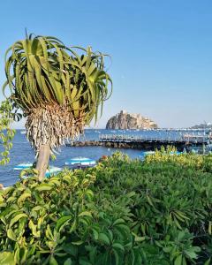 una palmera junto al agua con un muelle en Maison Mele Ischia en Isquia