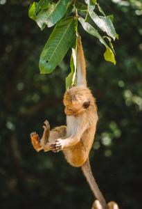 a small monkey hanging from a tree branch at Big Game Yala - by Eco Team in Yala