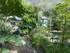 einen Garten mit vielen Bäumen und Pflanzen in der Unterkunft Les Capucines in Cilaos