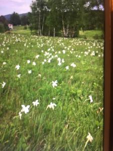 Gallery image of Studio Viline kose in Divčibare