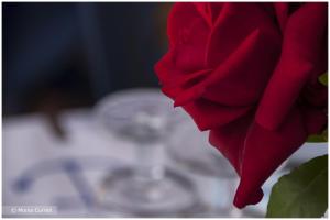 czerwona róża siedząca na stole w obiekcie Camping Baia Saraceno w mieście Palau