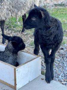 Afbeelding uit fotogalerij van Gårdsfrun B&B in Löttorp