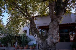 a tree in front of a white building at Kipos Resort in Nea Peramos