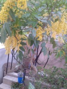 a tree with yellow flowers in a garden at Barud Gedera Israel in Gedera