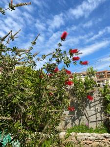 un cespuglio con fiori rossi di fronte a un edificio di Villa le Bougainvillea a La Maddalena