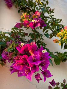 Un mucchio di fiori viola appesi a un muro di Villa le Bougainvillea a La Maddalena