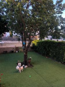 a dog laying next to a tree in a yard at LTD Hadas Garden apartment in Tiberias