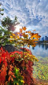 un arbre avec des feuilles colorées à côté d'une masse d'eau dans l'établissement Near Lake Two Bedroom Apartment, à Vienne