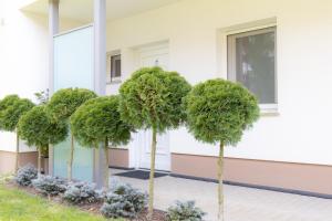 una fila de árboles frente a un edificio en Türkiz apartman, en Kőszeg