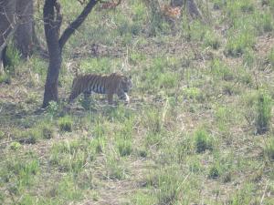 a tiger walking in the grass next to a tree at Chital lodge in Chitwan