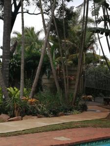 ogród z palmami i basenem w obiekcie The Elephants Tusk B&B w mieście Umkomaas