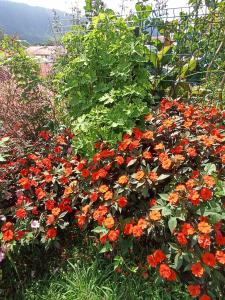 un montón de flores rojas en un jardín en Chalet scandinave en La Plaine-des-Palmistes