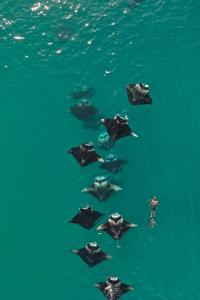 Maalhos的住宿－Thundi Village & Spa，站在水中一群鲨鱼面前的人