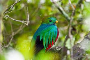 um pássaro colorido sentado num galho de árvore em Fondavela Hotel em Monteverde