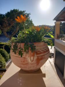 a large pot with flowers in it sitting on a ledge at Heraklia's house in Perama