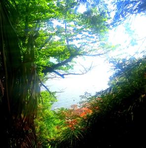 - une vue sur l'océan à travers les arbres dans l'établissement Trattoria Della Cascata B&B, à Oggebbio