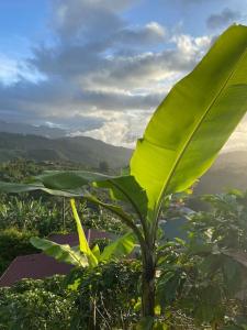 a banana tree with a large green leaf at Casa Vista Cafe in Cartago