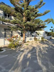 a pine tree in front of a white building at Dionisia apartments in Kos
