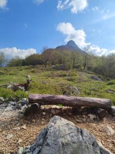 a log and a cow in a field with a mountain at Apartma Metka Bovec in Bovec