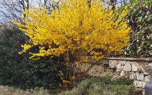 A garden outside Casa Conny