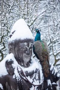 un pavo real parado sobre una estatua en la nieve en Hindu Monastery - Shree Peetha Nilaya Ashram en Springen