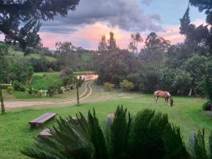 a horse grazing in a field with a bench at Pousada Campestre São Lourenço in São Lourenço