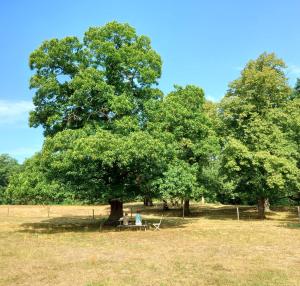 una persona sentada bajo un árbol en un campo en Houterhoeve en Swalmen