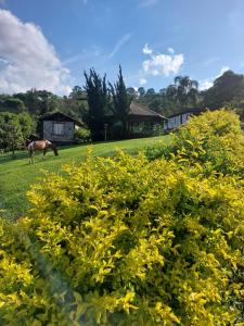 Pousada Campestre São Lourenço في ساو لورينسو: رعي خيول في حقل مع ورود صفراء