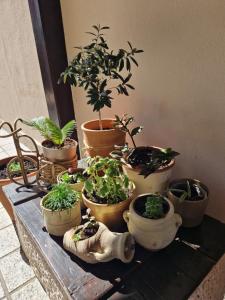 Fotografie z fotogalerie ubytování Apartments Ribica v Rabu