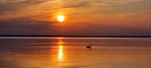 a duck swimming in the water at sunset at Swing in Corfu Town +2 photos