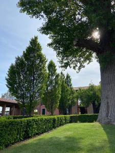 a tree in the grass in front of a building at Green Park Apartment in Cavaion Veronese