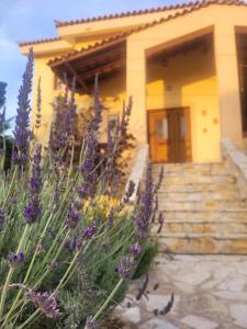 a house with purple flowers in front of it at Ancient Greek Villa in Schinias +128 photos