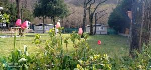 un patio con flores rosas en el césped en Parco Vacanze Bracchetto Vetta en Carrodano Inferiore