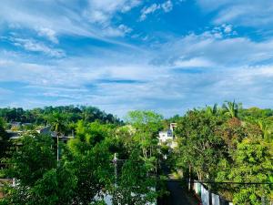eine Straße durch einen Wald voller Bäume mit blauem Himmel in der Unterkunft Jungle city Hostel in Galle