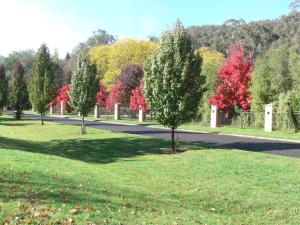 un parc avec des arbres à feuilles rouges sur une route dans l'établissement Bright on Track, à Bright
