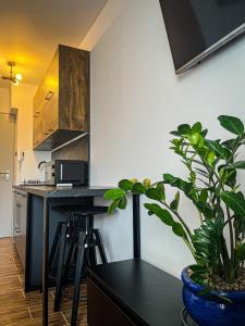 a kitchen with a black counter and a plant at Stylowy Apartament w Serocku in Serock