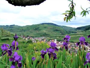 een veld paarse bloemen met een dorp op de achtergrond bij Gästehaus Ruländer in Vogtsburg