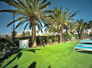 a row of lawn chairs in a park with palm trees at Hotel Taimar in Costa Calma