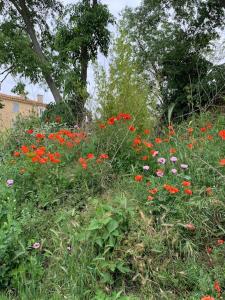 a field of flowers in a field with trees at Gîte calme et cosy d' Eole in Cornillon-Confoux