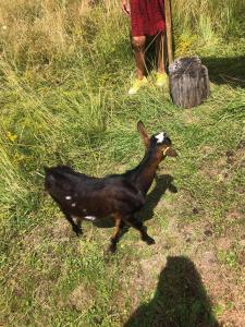 una cabra negra caminando por la hierba en Le Domaine des Prés, en Lachambre