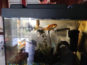 Imagen de la galería de My house in Komotini, en Komotiní 17 fotos más