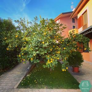 un oranger devant un bâtiment dans l'établissement Lemon tree suite al golf, à Miglianico