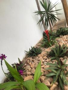 Pousada Bonita do Gostoso外面的花园