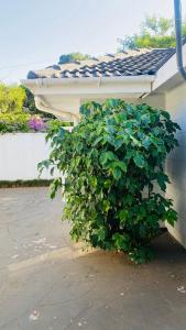 a large green bush next to a building at La Lucia Sleepover in Durban +20 photos