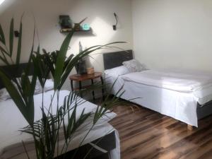 a room with two beds and a potted plant at Malanówka II Radęcin in Radęcin