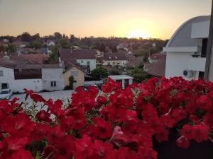 eine Gruppe roter Blumen vor einer Stadt in der Unterkunft Petrovaradin 11 in Petrovaradin